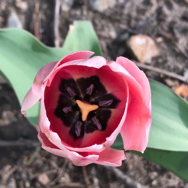 Apparently squirrels like tulips.
