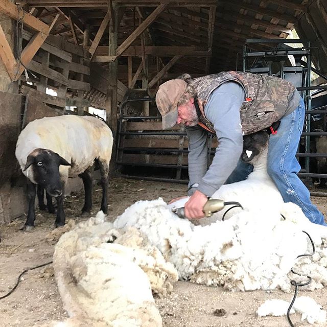 Richard Beasley shears a sheep at his Spotsylvania, Va. farm on March 24, 2017. (Mike Morones / The Free Lance-Star)